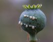 thumb-image-2024-02-29T14:06:25.243Z