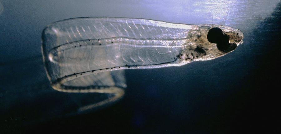 Larva de enguia.