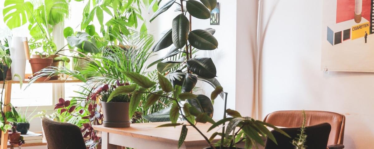 16 plantas de sombra para cultivar dentro de casa sem medo! - Casa e Jardim