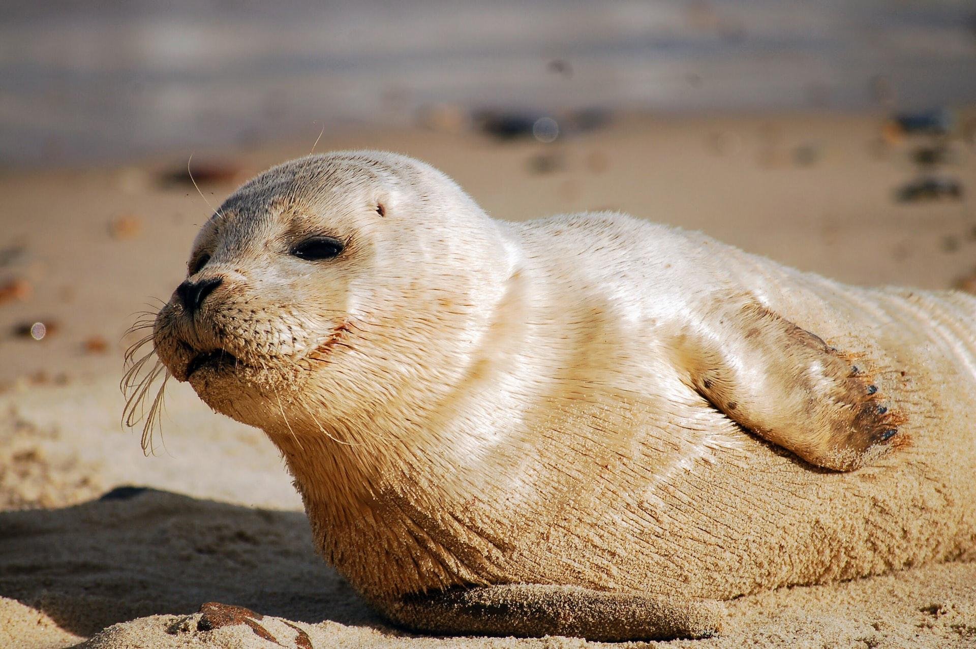 As focas são encontradas na região do Ártico, onde as águas são geladas. (Fonte: Unsplash)