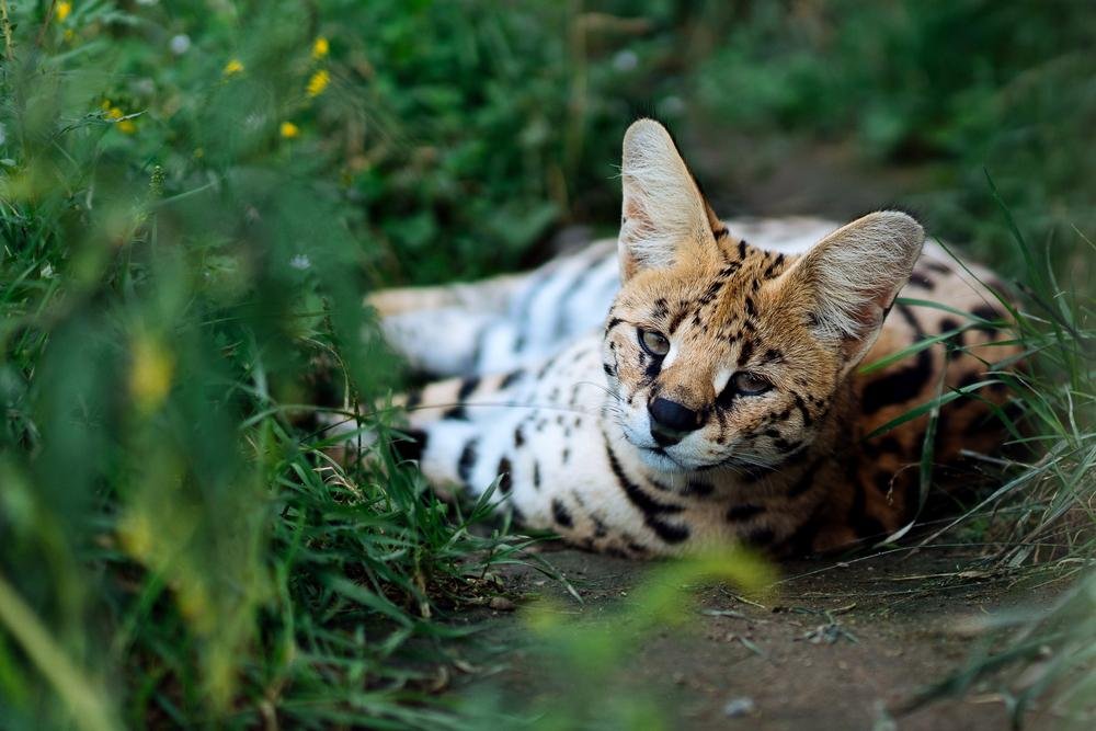 GATO CARACAL SELVAGEM, É PERIGOSO CRIAR UM GATO CARACAL SELVAGEM? COMO AS  PESSOAS CRIAM O CARACAL 