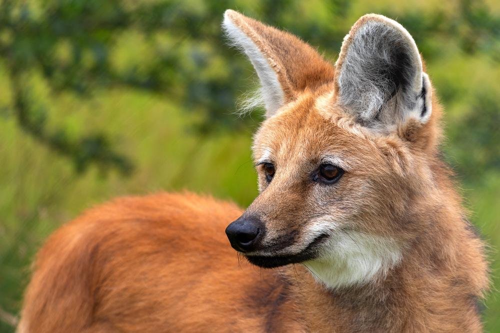 As raposas também têm aparecido como pet. (Fonte: Shutterstock/ Reprodução)