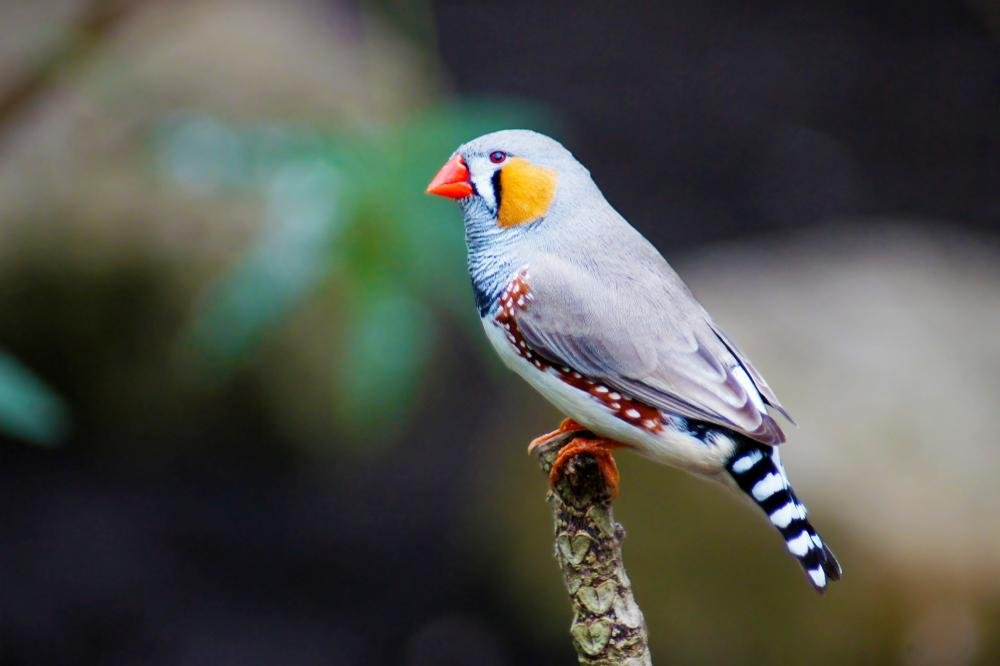 O pássaro Mandarim consegue ver combinações de quatro cores básicas