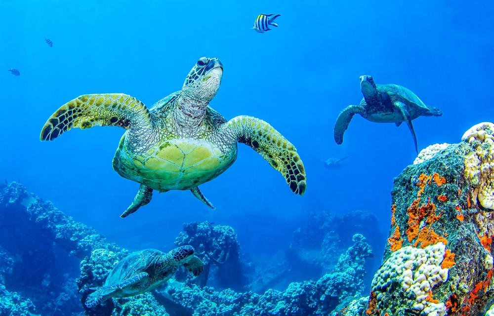 Tartarugas marinhas são capazes de sentir o campo magnético do planeta