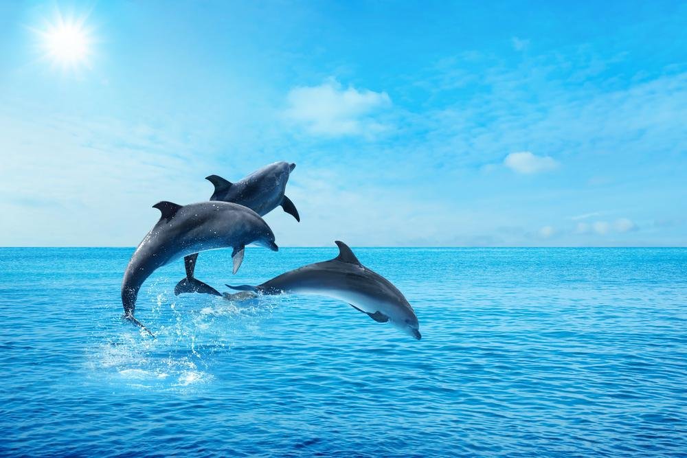 Golfinhos usam a ecolocação para se orientar no ambiente submarino