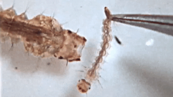 Larvas de mosquito usam suas cabeças como arpões para capturar presas - Mega Curioso