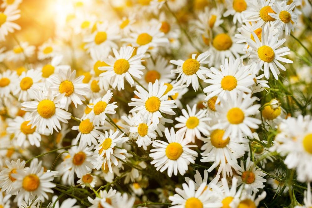 As flores desidratadas podem ser usadas no lugar de catnip. (Fonte: Shutterstock)