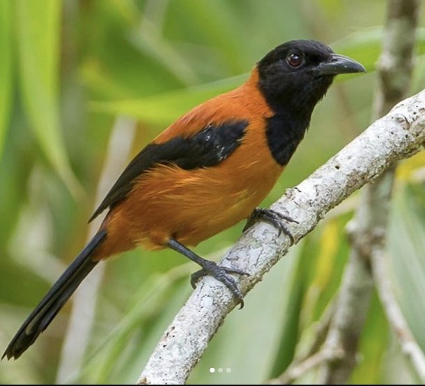 Cientistas acreditam que uma proteína protege esses pássaros do seu próprio veneno. (Fonte: Indie 88 / Reprodução)