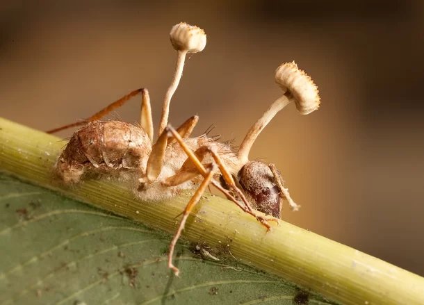Fungos parasitas podem transformar formigas em zumbis. (Fonte: Linden Gledhill/Flickr)