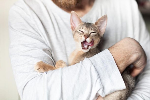 Lambidas em excesso devem ligar um sinal de alerta nos donos de gato. (Fonte: Shutterstock)
