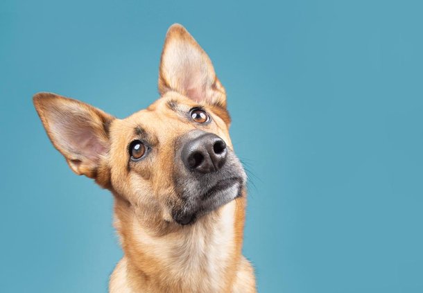Sons diferentes podem levar os cães a inclinar a cabeça. (Fonte: Shutterstock)