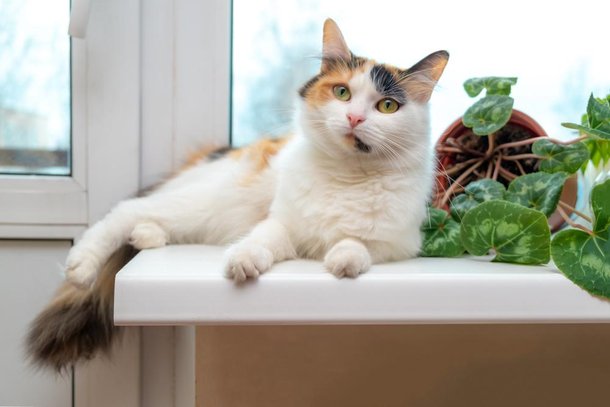 Derrubar vasos de plantas pode ser a diversão do seu gatinho. (Fonte: Shutterstock)