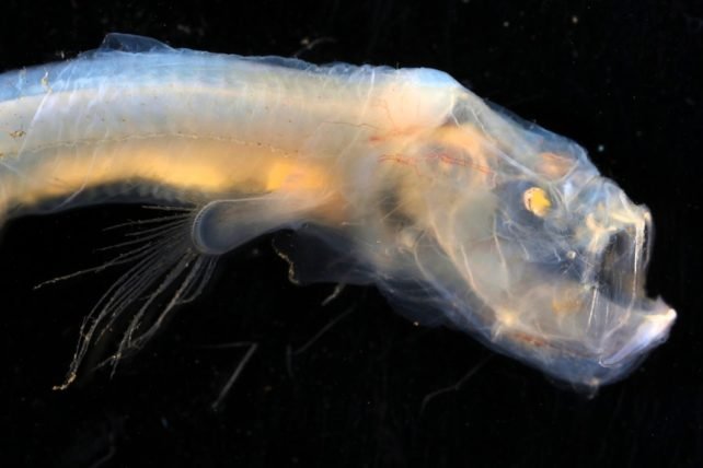 Uma expedição na Austrália revelou a existência de possíveis novas e bizarras espécies no fundo do mar