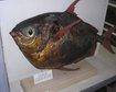 thumb-image-2024-02-29T14:06:30.695Z