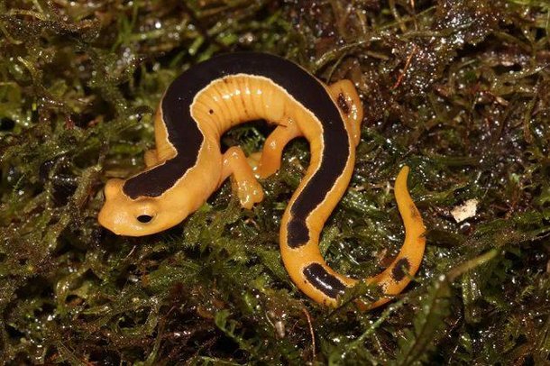 Salamandra foi encontrada por guarda da reserva. (Fonte: Listverse)