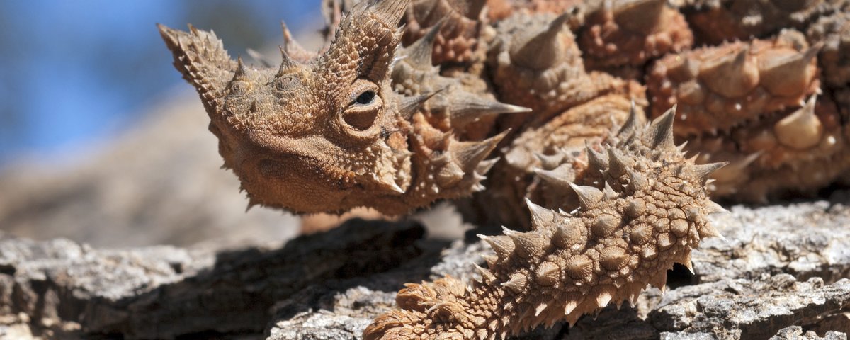 Por que tantos animais na Austrália?