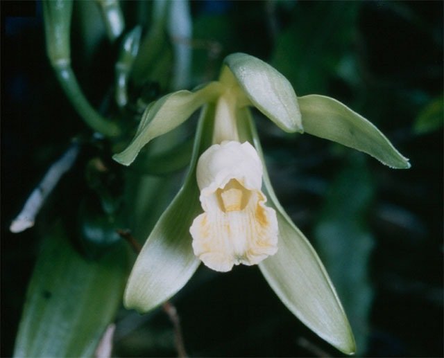 Flor da baunilha. (Fonte: Wikimedia Commons)
