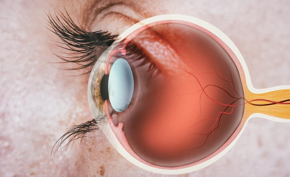 A córnea é uma camada externa transparente que envolve o olho, essencial para a visão. (Fonte: Shutterstock/Reprodução)