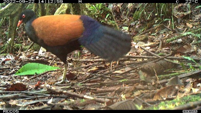 A ave tem um visual exótico. (Fonte: American Bird Conservancy/Divulgação)