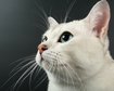 thumb-image-2024-02-29T14:06:32.783Z
