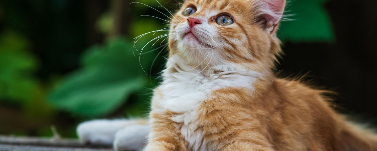 Como saber o sexo de um gato? Até mesmo observar a cor do pelo