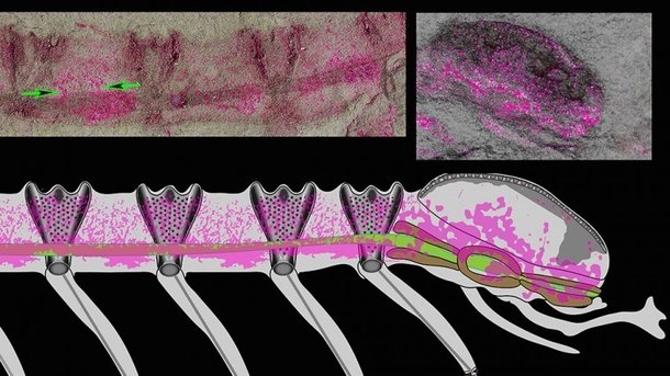 O corpo fossilizado (canto superior esquerdo) e o cérebro fossilizado (canto superior direito) do bicho parecido com um verme. A cor magenta indica a presença de tecido neural preservado. (Fonte: Nicholas Strausfeld/Universidade do Arizona)