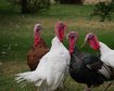 thumb-image-2024-02-29T14:06:34.337Z