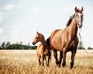 thumb-image-2024-02-29T14:06:35.546Z