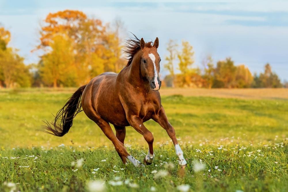 22 curiosidades sobre cavalos que talvez você não conheça