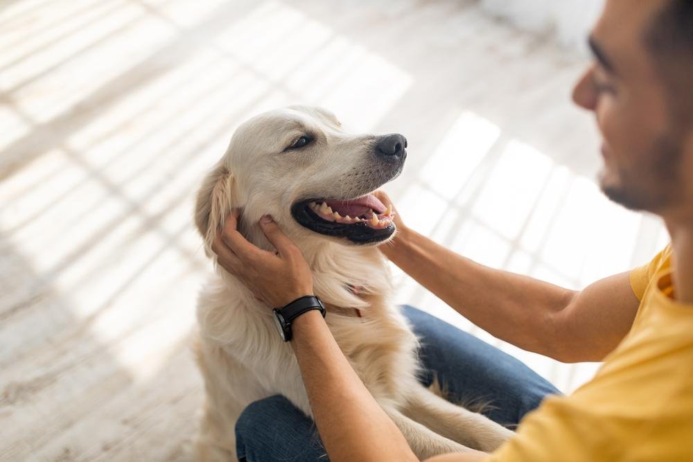 Sim, aquela carinha feliz e relaxada do seu cachorro com os dentes à mostra pode ser mesmo um belo sorrisão. (Fonte: Shutterstock)
