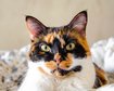 thumb-image-2024-02-29T14:06:36.152Z