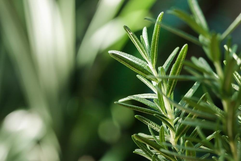 Algumas plantas como o alecrim ajudam a espantar mosquitos e pernilongos. (Fonte: Shutterstock)