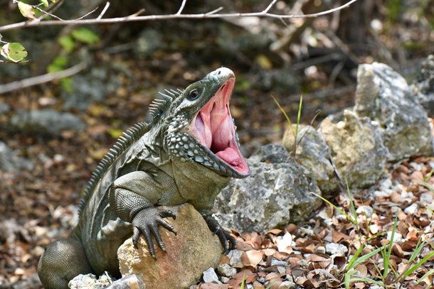 Iguanas become aggressive upon awakening from hibernation.  (Source: Shutterstock)