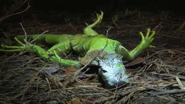 ‘Iguana rain’: Why are animals falling out of trees in America?