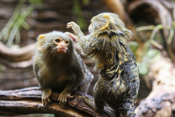 O menor macaco das Américas: Sagui-pigmeu (Cebuella pygmaea)