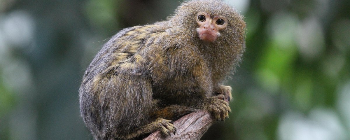 O menor macaco do mundo vive na Amazônia