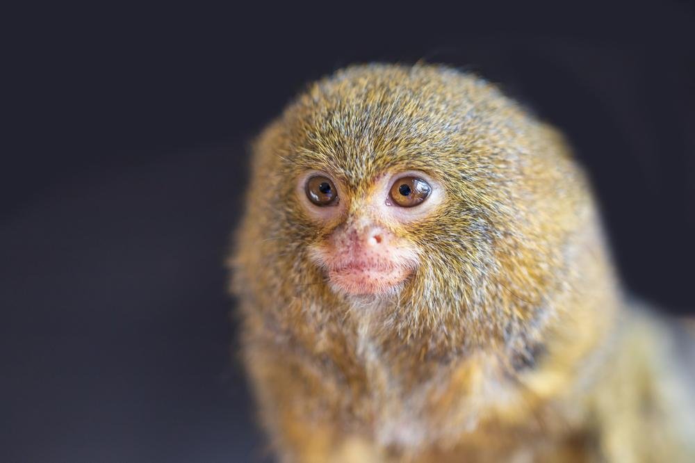 🐒 🌳 Sagui-Leãozinho ( pigmeu ) - O menor macaco do mundo da Amazônia o  sagui pigmeu 