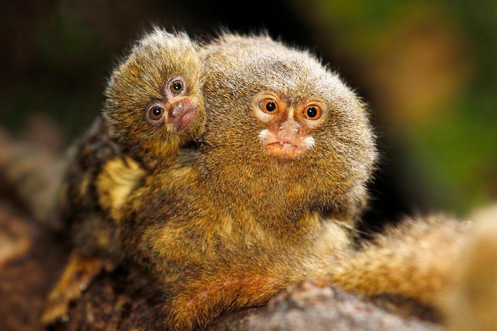 🐒 🌳 Sagui-Leãozinho ( pigmeu ) - O menor macaco do mundo da Amazônia o  sagui pigmeu 