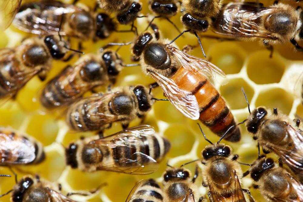 As abelhas operárias secretam o alimento da rainha, e alimentadas com o imunizante, o incluem na dieta da matriarca.