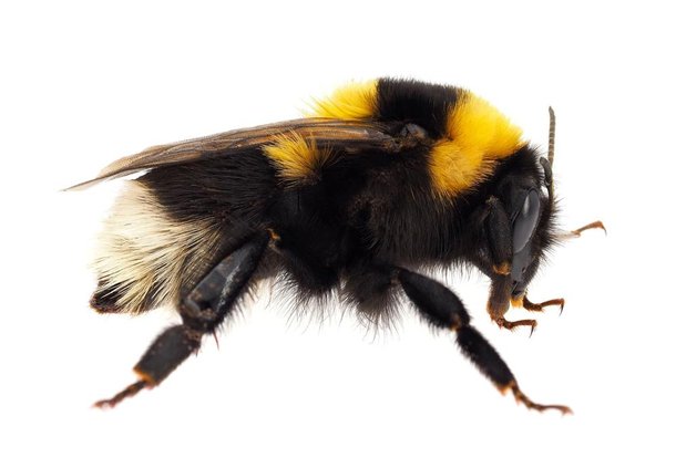 Grandes e peludas, essas abelhas têm hábitos solitários e formam ninhos que podem ser subterrâneos ou em troncos de árvores.