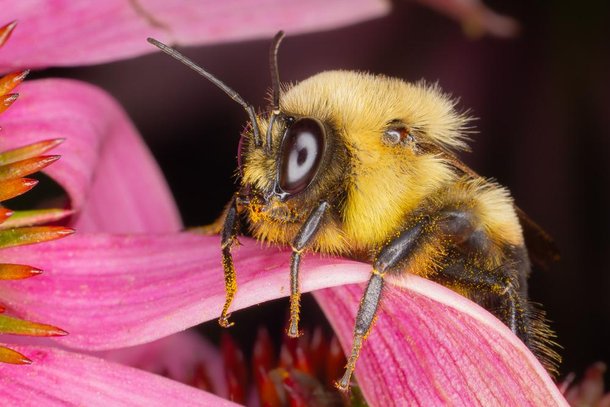 Respirando mais rápido, as abelhas gastam mais energia e morrem de forma precoce.