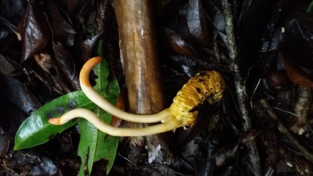 Fungo Cordyceps em uma lagarta. (Fonte: Wikimedia Commons)
