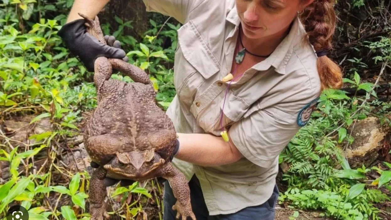 Por ser uma ameaça à outros insetos, répteis e animais, o Toadzilla foi sacrificado. (Fonte: Departamento do Meio Ambiente e Ciência de Queensland / Reprodução)