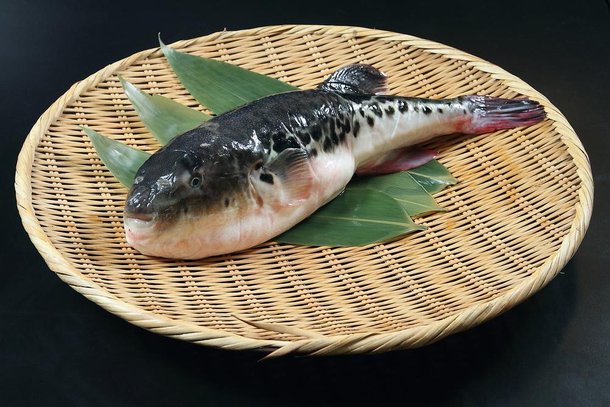 Fugu: o prato mais perigoso (e caro) do Japão é feito com baiacu venenoso -  Mega Curioso