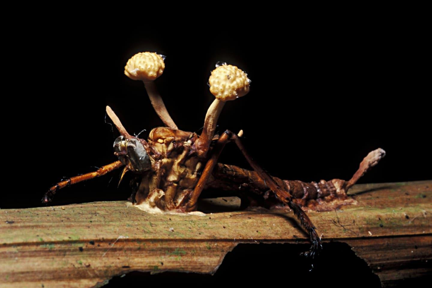 Quando o inseto já está dominado pelo cordyceps, fungos surgem acima da sua cabeça. (Fonte: Getty Images/Reprodução)