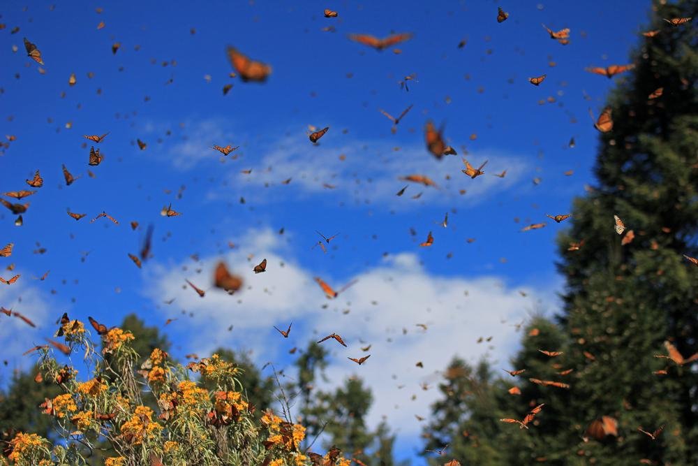 Milhares de borboletas atravessam cidades e proporcionam um espetáculo raro. (Fonte: Shutterstock/Reprodução)