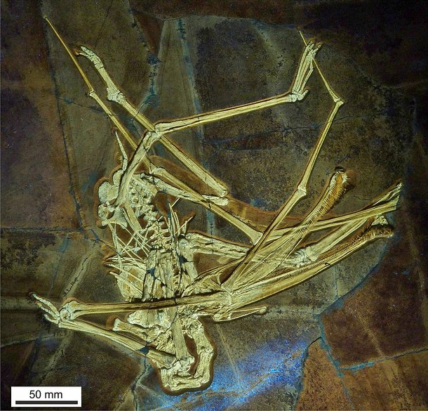 Esqueleto fossilizado do pterossauro. (Fonte: Wikimedia Commons)
