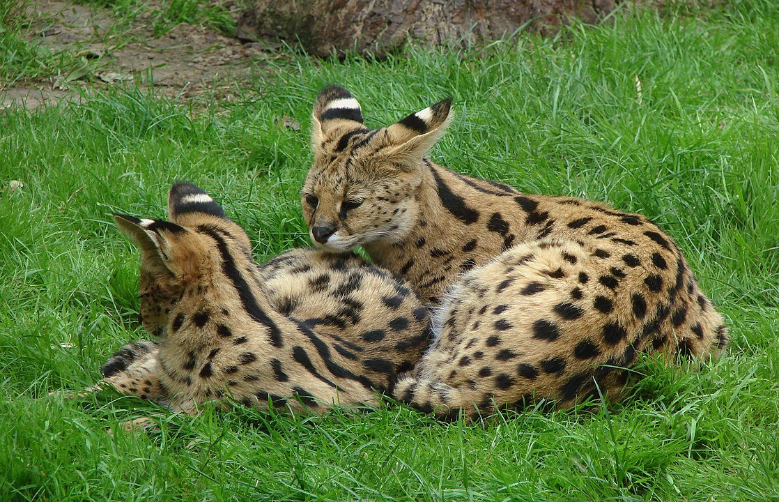 O serval é outra espécie de felídeo selvagem (Fonte: Wikimedia Commons)