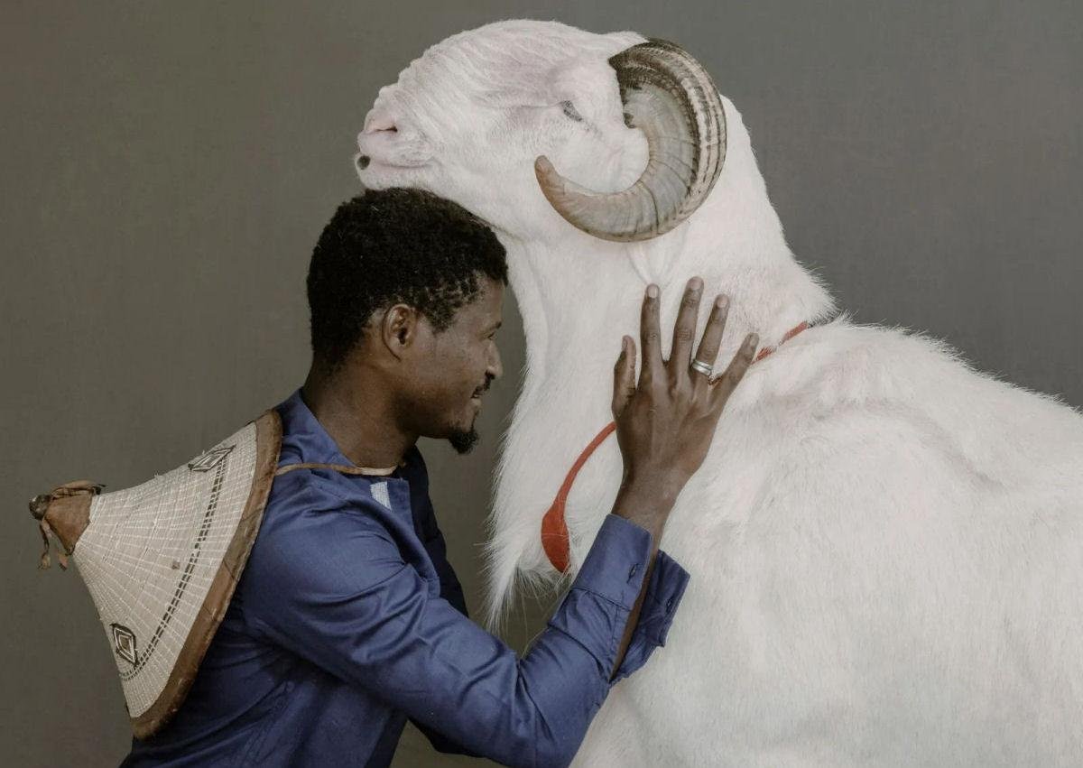 As ovelhas Ladoum não são usadas para fins de abatimento em cerimônias e coisas do gênero - e quem seria louco de abater um animal tão valioso, não é mesmo? (Fonte: MDig/Reprodução)