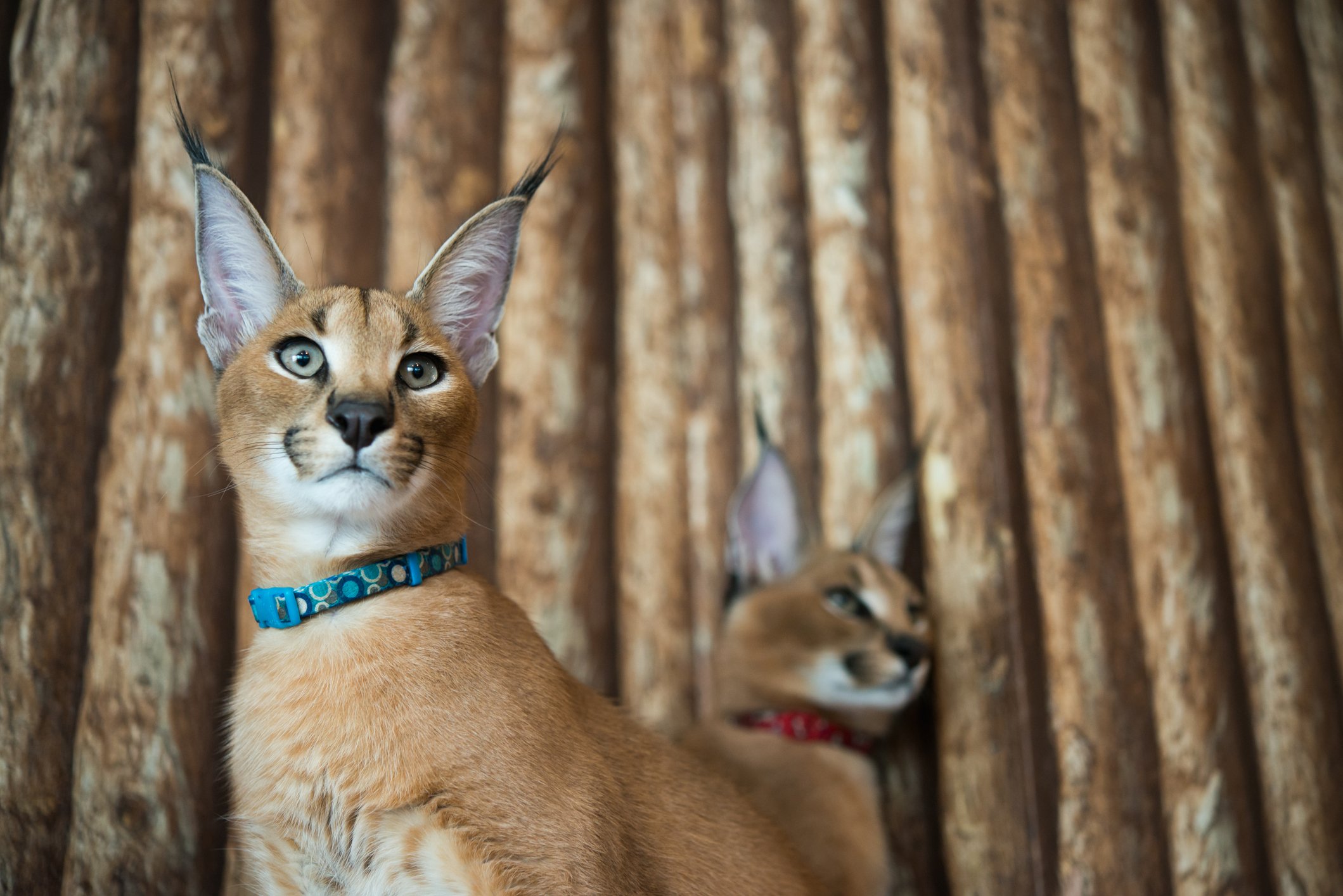 gato salvaje caracal｜Pesquisa do TikTok